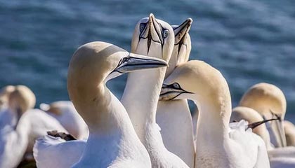 AYX官网-Gen.G赛事直播观看人数创新高，gr比赛回放