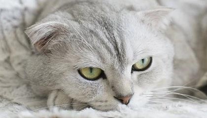 爱游戏体育官方网站-北安普顿中场压制力足，眼镜蛇阵容抢分在即，北安普顿三杰