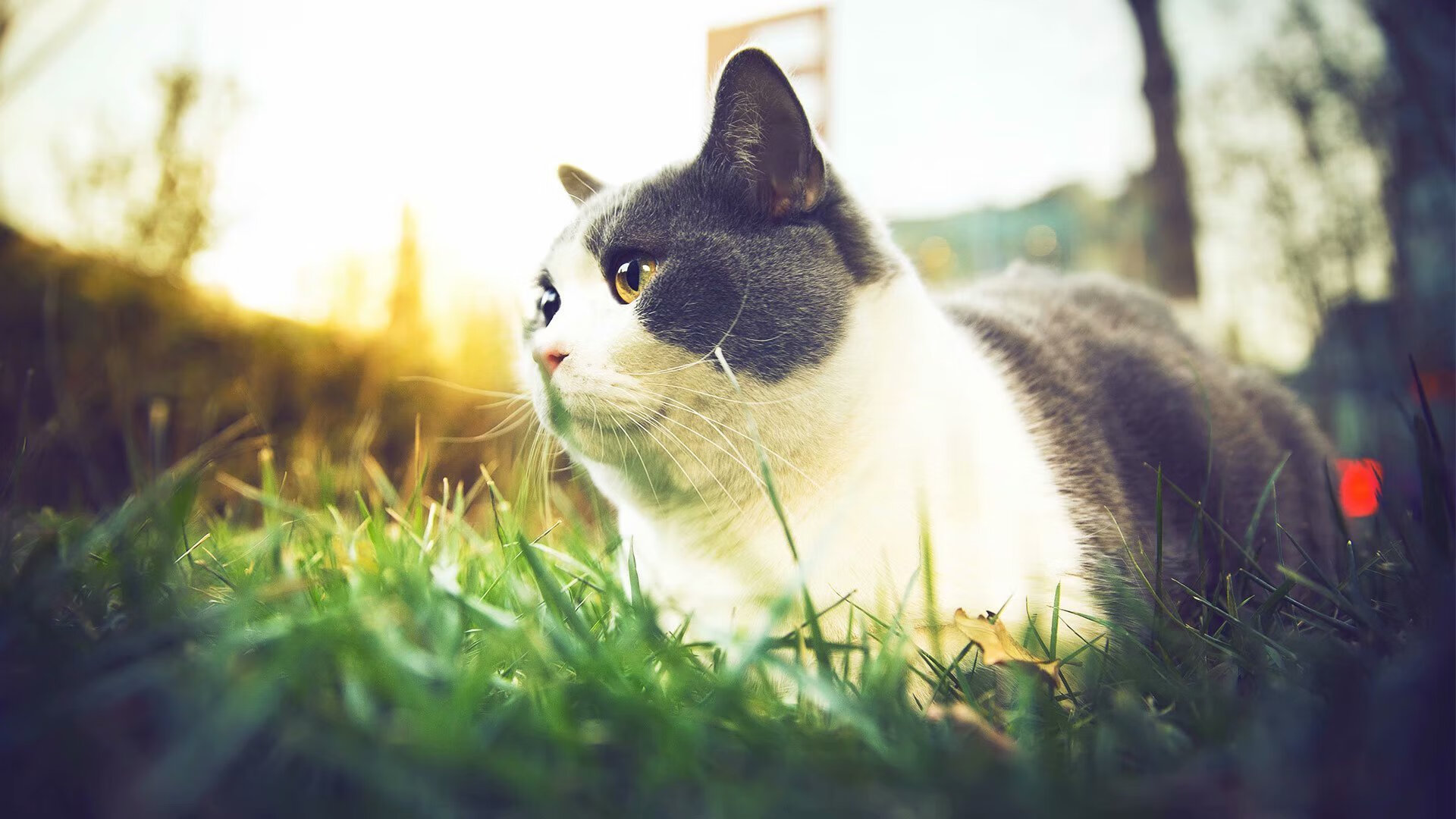 -《从业者必看：电竞行业未来五年的发展蓝图》，电竞行业发展趋势