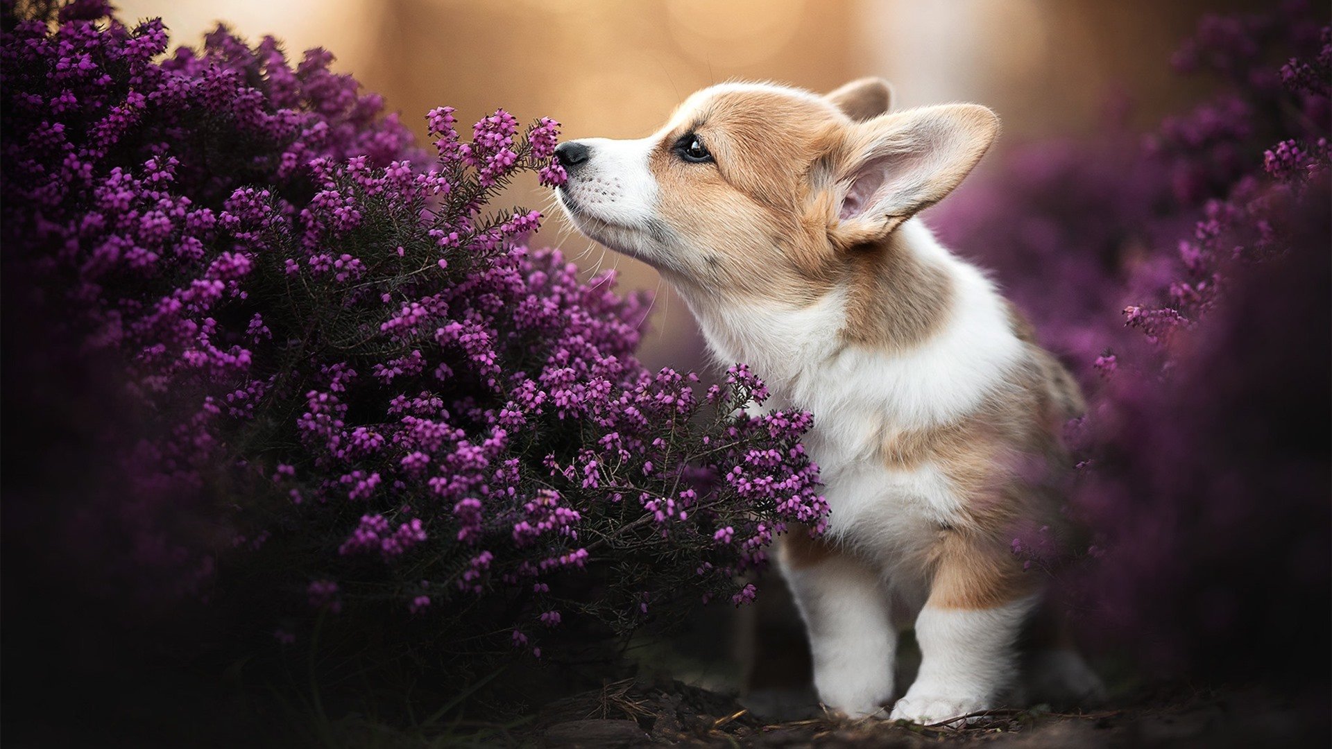 《电竞赛事中的安全措施:筑牢安全防线》,电竞赛事现场风险预案