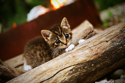 -【青训探索】如何用系统训练培养未来的“台球之星”？，台球思路如何培养