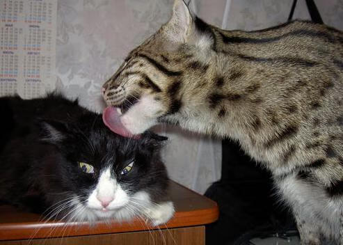 爱游戏平台-极限飞盘和水上漂流跨界比赛，运动方式的创新融合，极限飞盘的比赛在国际上大的赛事