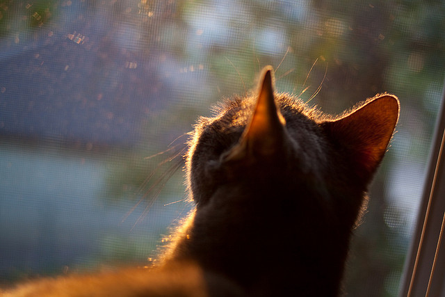 篮球裁判技术视频分析助力执法公正,篮球裁判知识与技巧