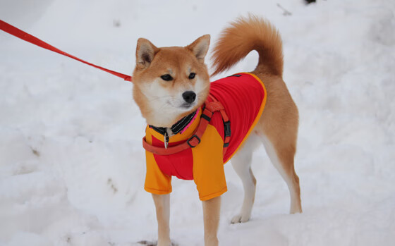 爱游戏-雷霆韦斯布鲁克爆发！，雷霆韦斯布鲁克爆发了吗