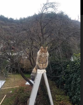 Gen.G选手国际赛表现突出,gen.g比赛