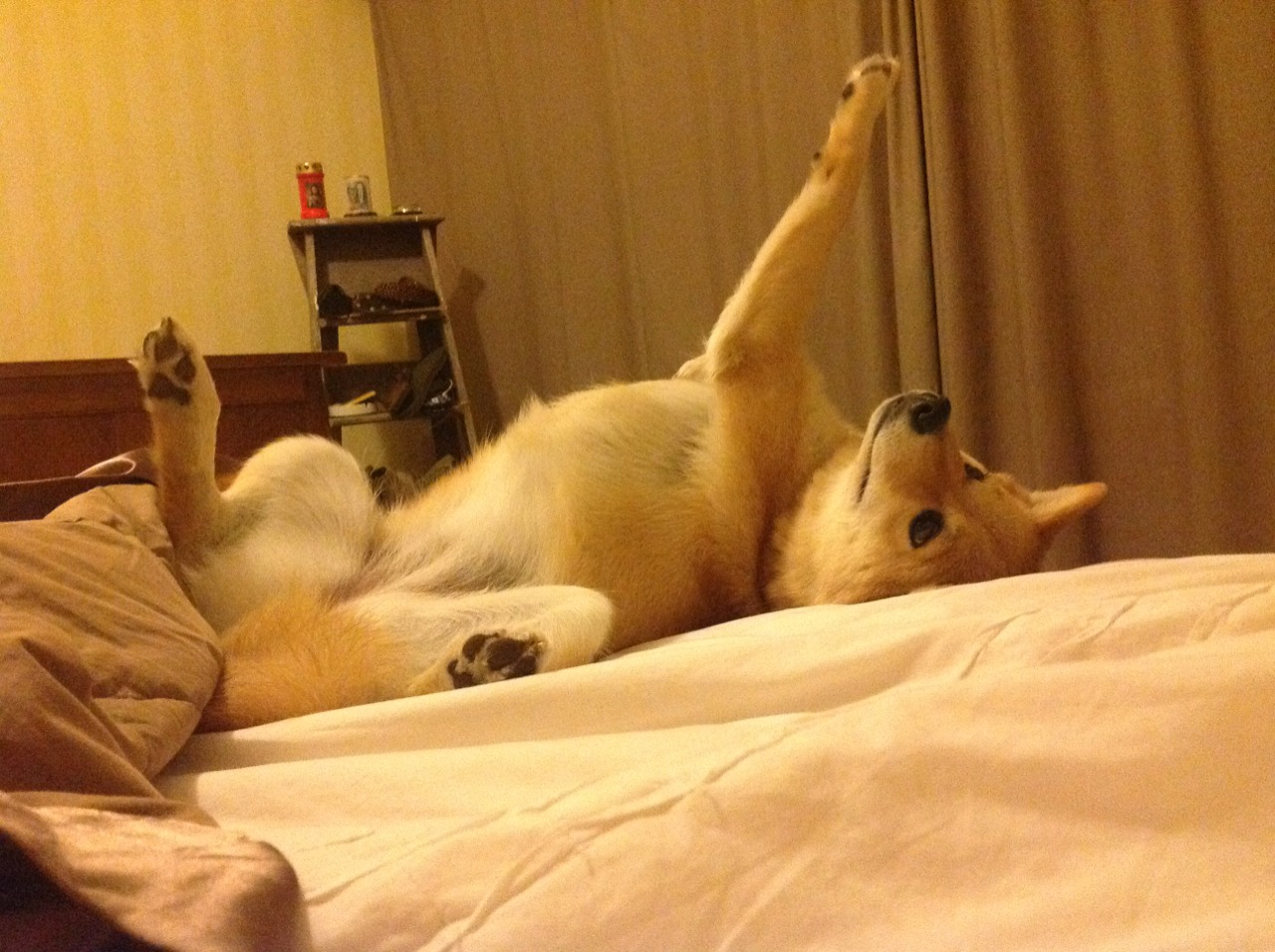 AIYOUXI.COM-Team Liquid互动游戏上线测试，team gamer