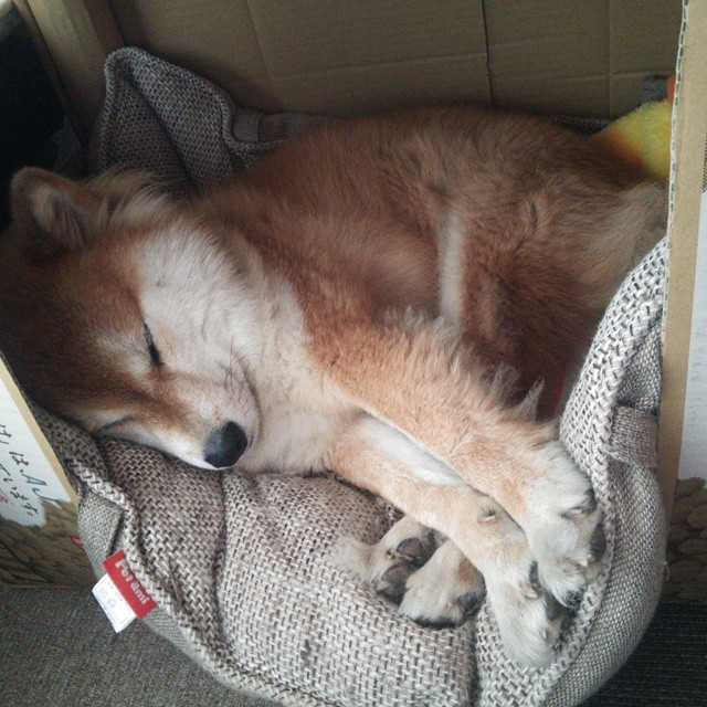 Urawa Red Diamonds力克对手晋级半决赛,力克好用么