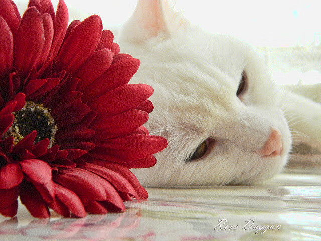 爱游戏体育（AYX）官方APP下载-墨西哥队备战夏季联赛，测试阵容深度，墨西哥联赛水平