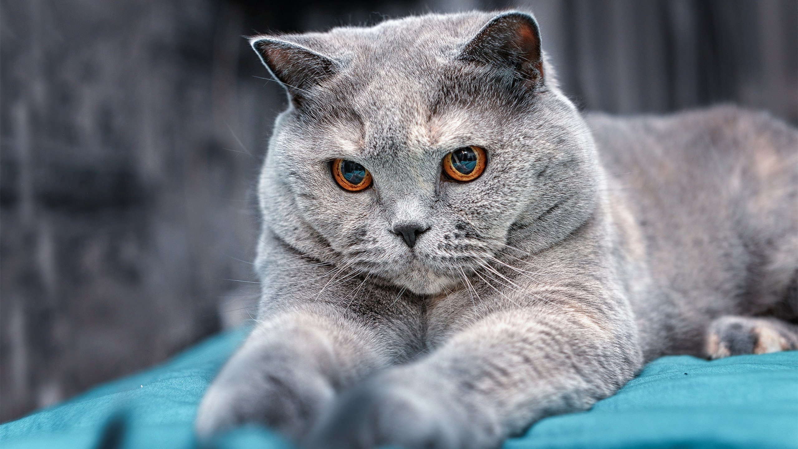 AYX SPORTS-小牛队后卫状态回升 带领球队迈向胜利，小牛队人员