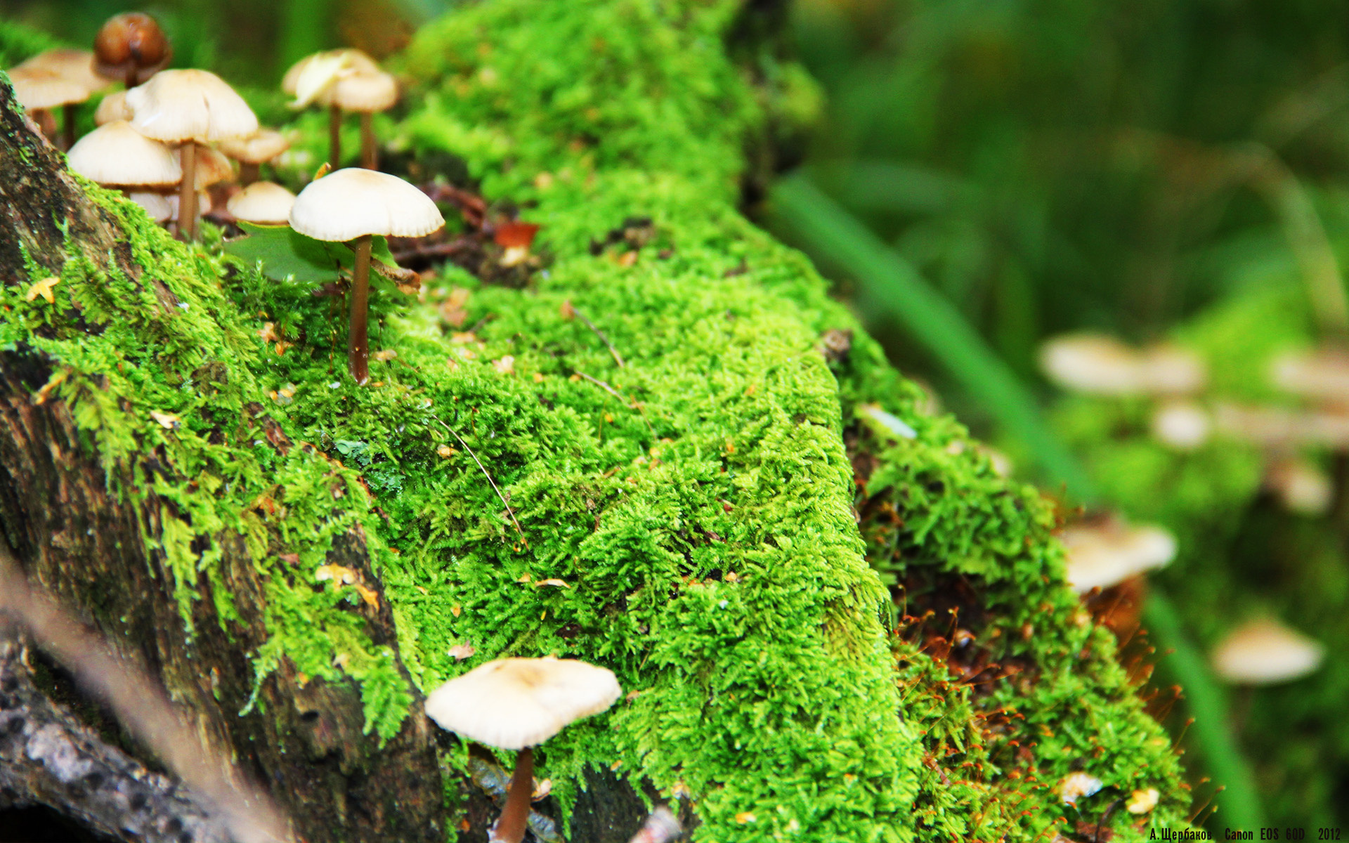 捷克主力中场状态回勇 欧预赛反弹引关注,捷克队主场