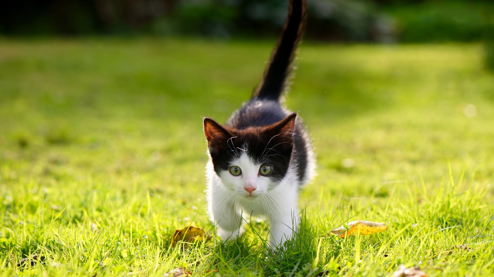 摩洛哥队在巴黎奥运会男足比赛中以0-1不敌法国,摩洛哥足球队主力