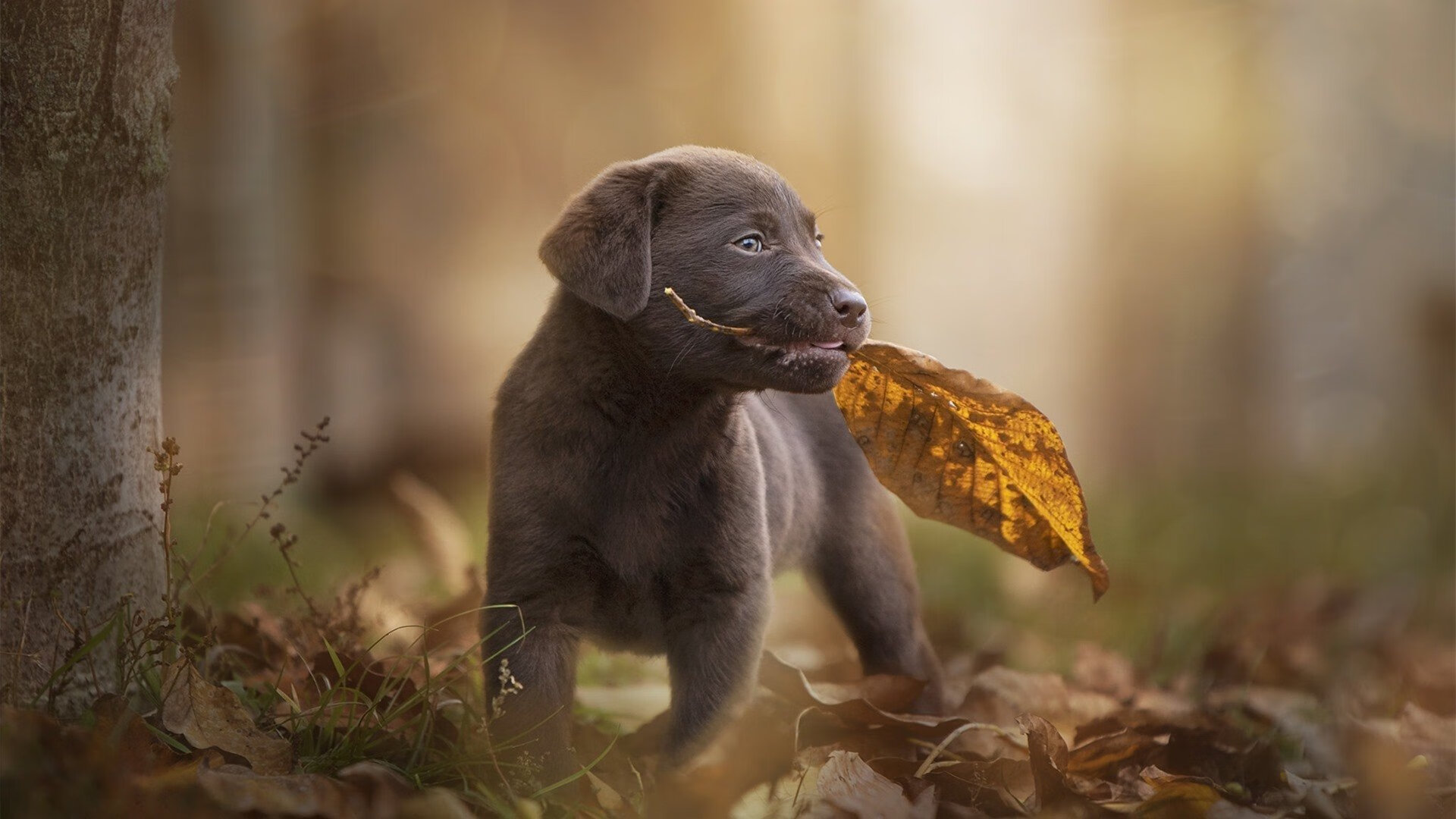 热火压哨战胜太阳,全明星赛前哨战中巴特勒砍下47分,巴特勒热火合同