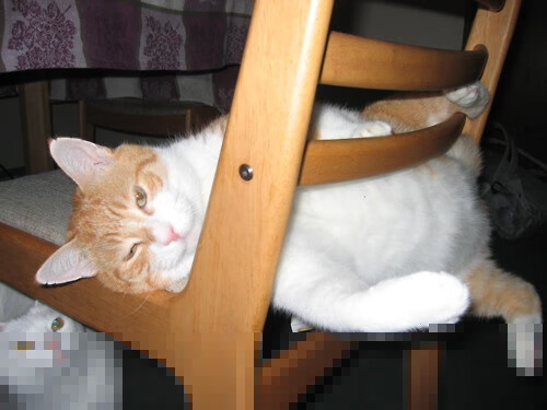 爱游戏电竞官网-美洲青年篮球发展计划启动，2020美洲篮球锦标赛