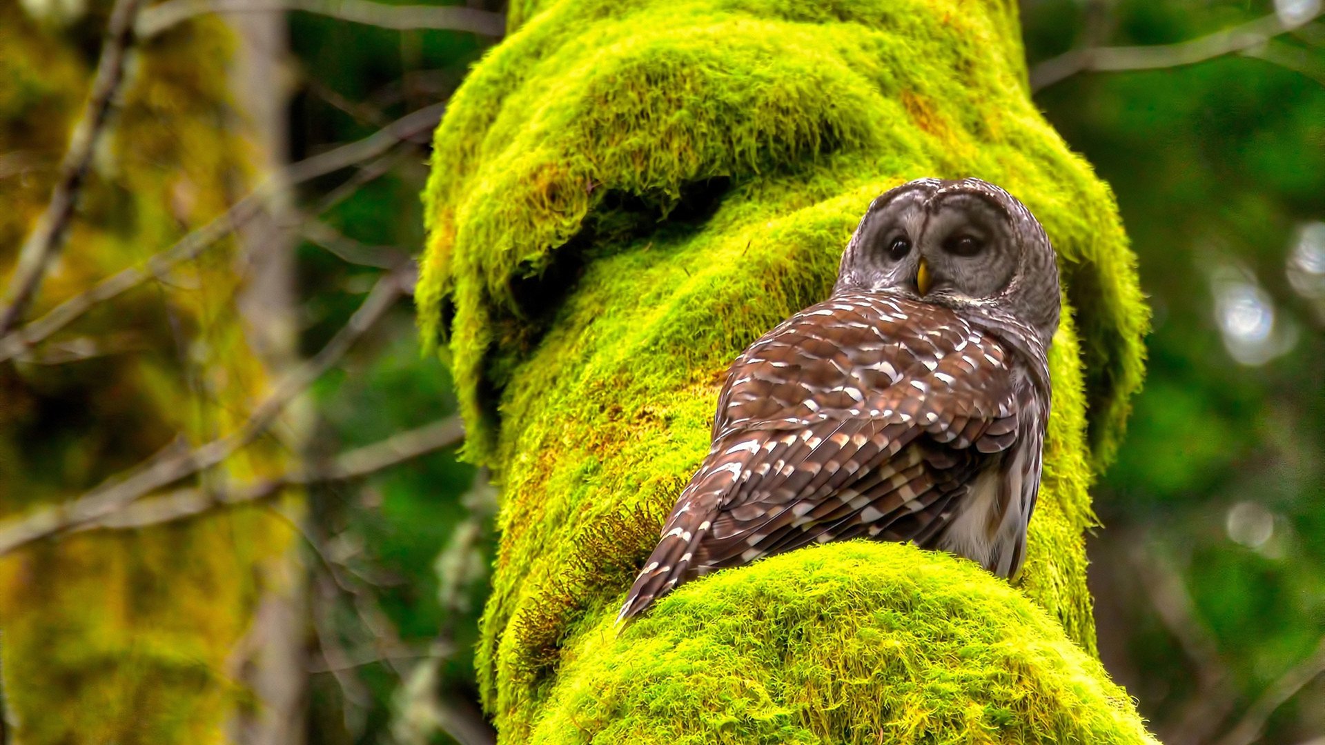 世俱杯:南美豪门争夺世界冠军荣耀,世俱杯南美球队
