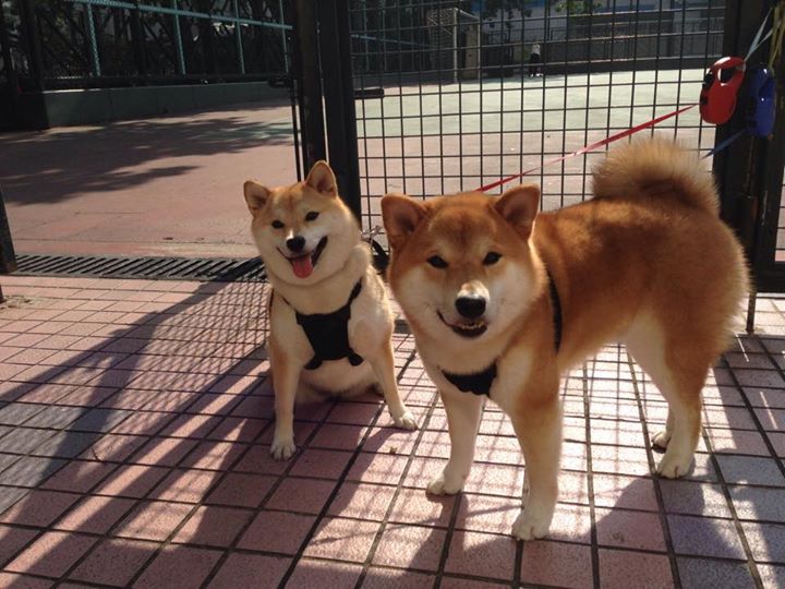 中国篮球联赛观众行为分析及市场营销策略研究,篮球比赛观众