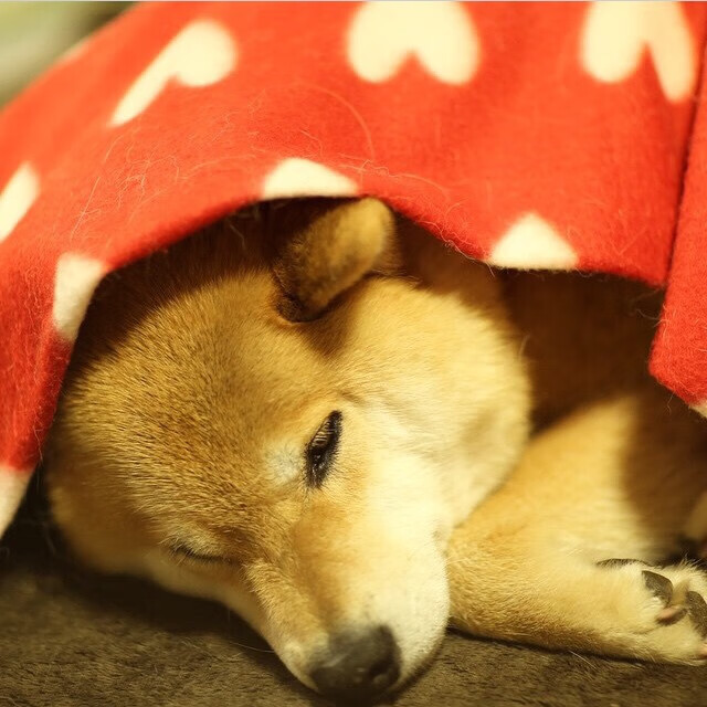 中国足球远距离射门转换率分析,中国足球射门教学视频