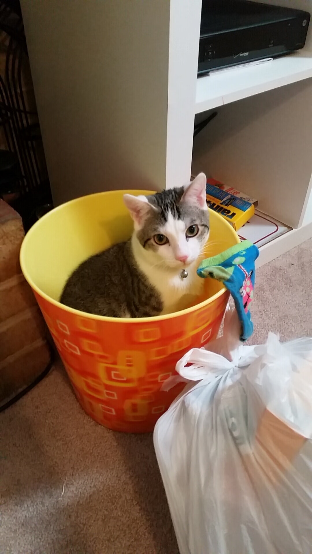 体育课程与生涯规划融合教学实践探索,体育教育生涯规划书