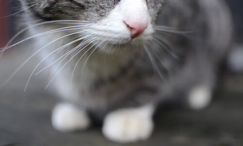 残疾人体育赛事信息无障碍保障方案，残疾人体育比赛