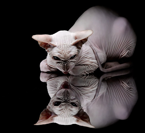 篮球运动员竞技状态监测技术应用,篮球竞技能力的决定因素