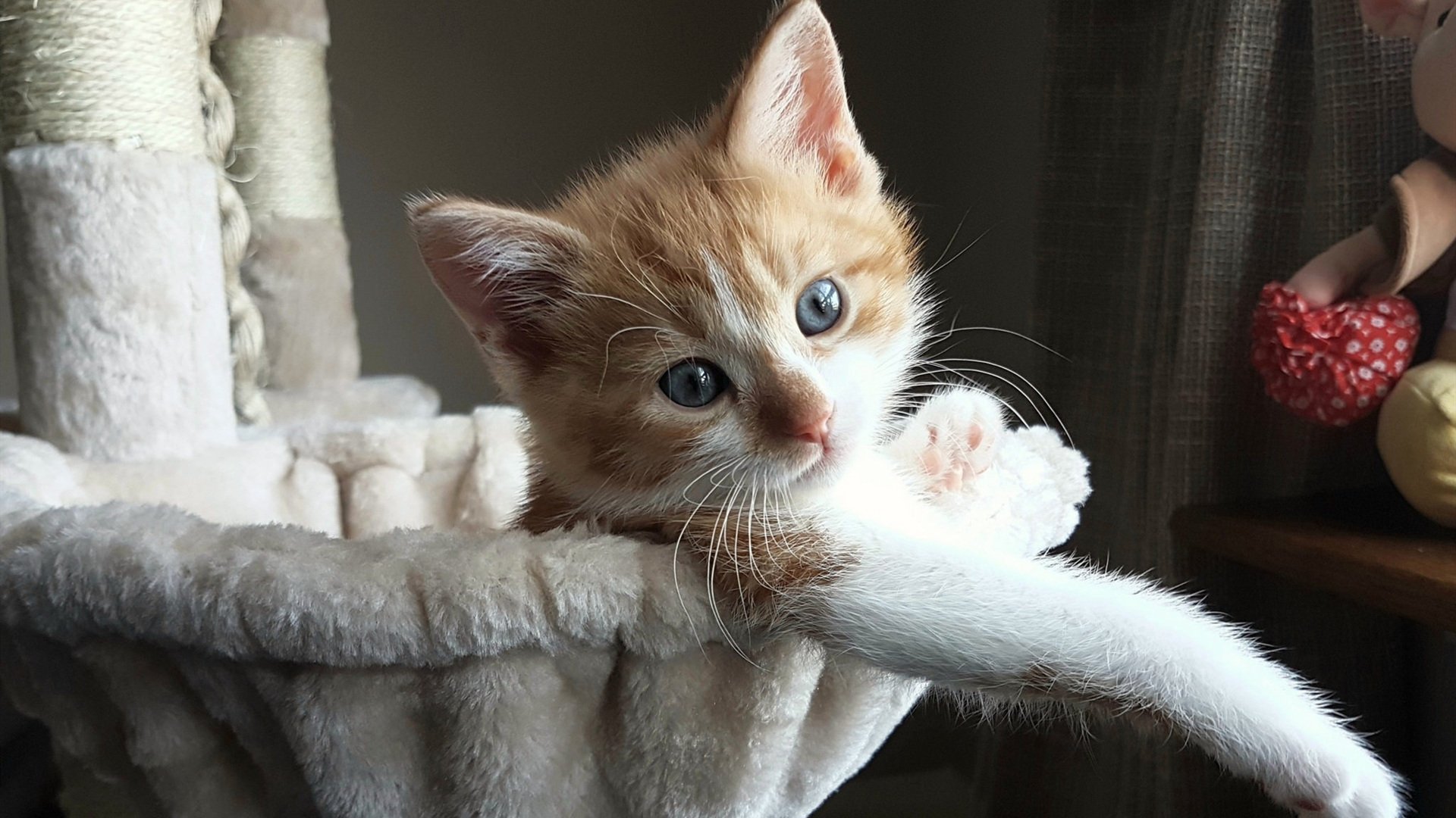 高校体育类专业招生结构与就业对接研究,2020年体育专业择校