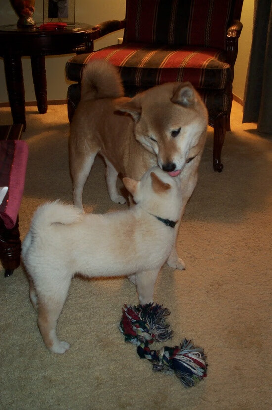 CBA联赛营销内容为何缺少情绪表达,cba运营