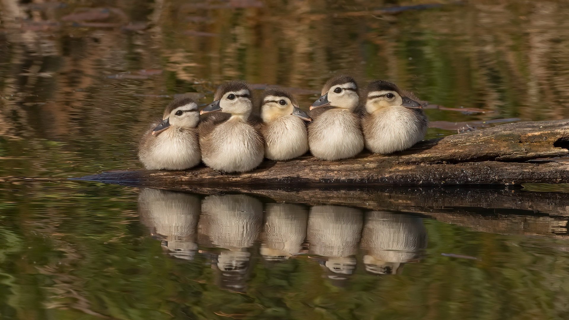 中国女篮发挥整体实力优势,中国女篮好厉害