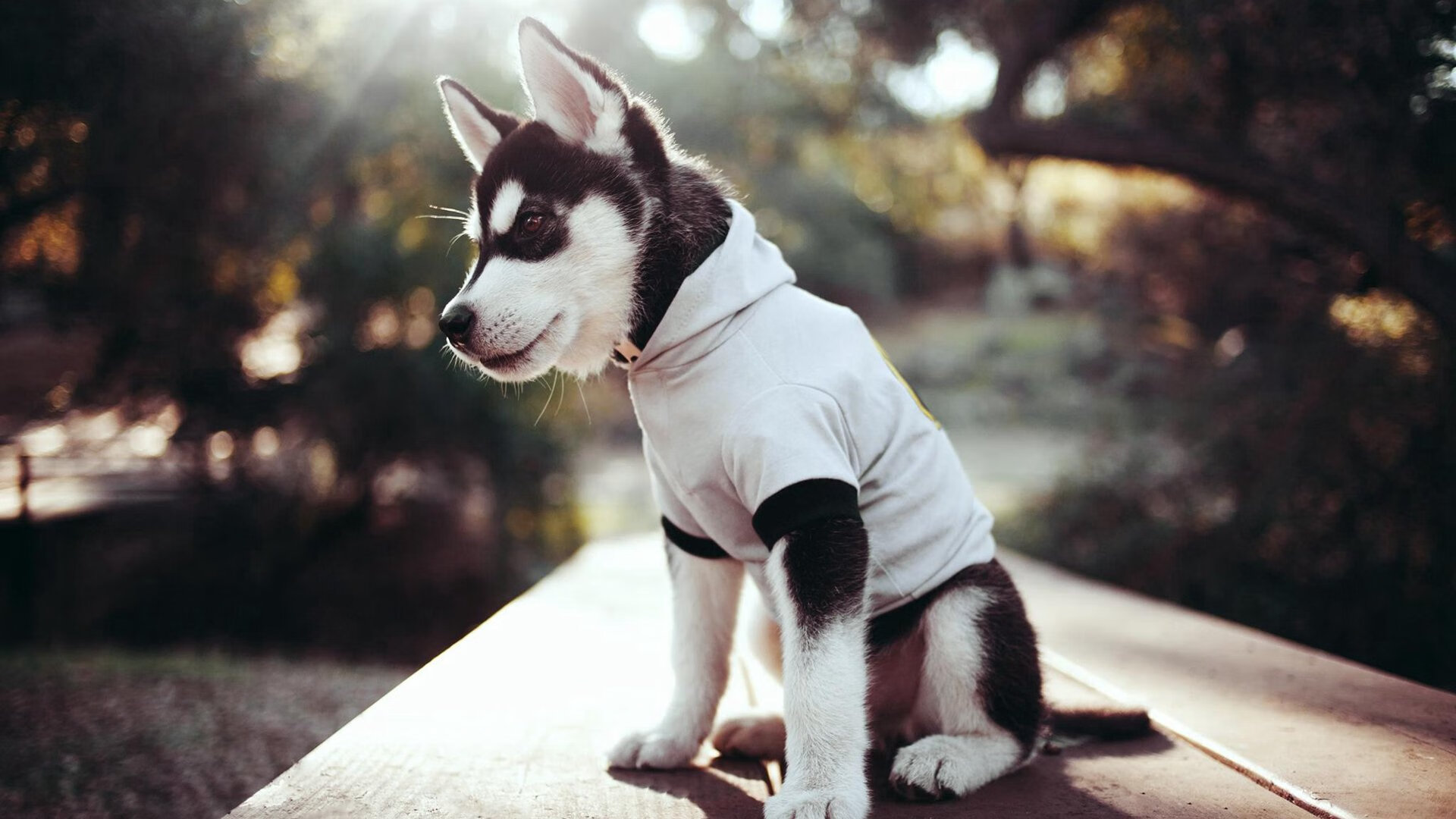 爱游戏娱乐平台-体育新闻中心发布体育内容质量监测指标体系，体质监测新闻稿