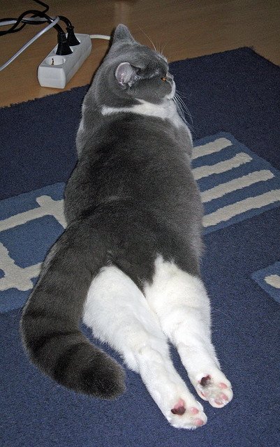 体育新闻中心联合高校建设体育数据分析中心,高校体育教学信息资源建设与共享探讨