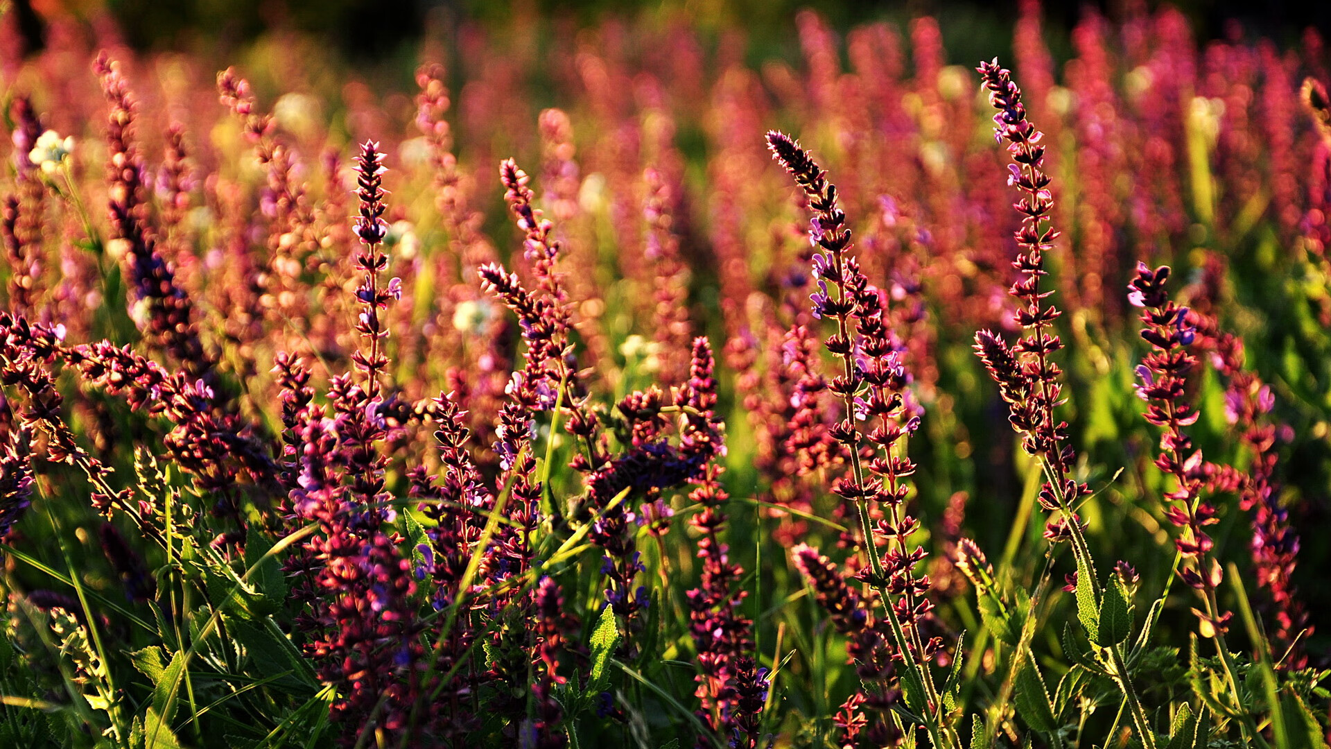 AYX体育官网-塞维利亚通过边路起球制造射门机会，塞维利亚队套