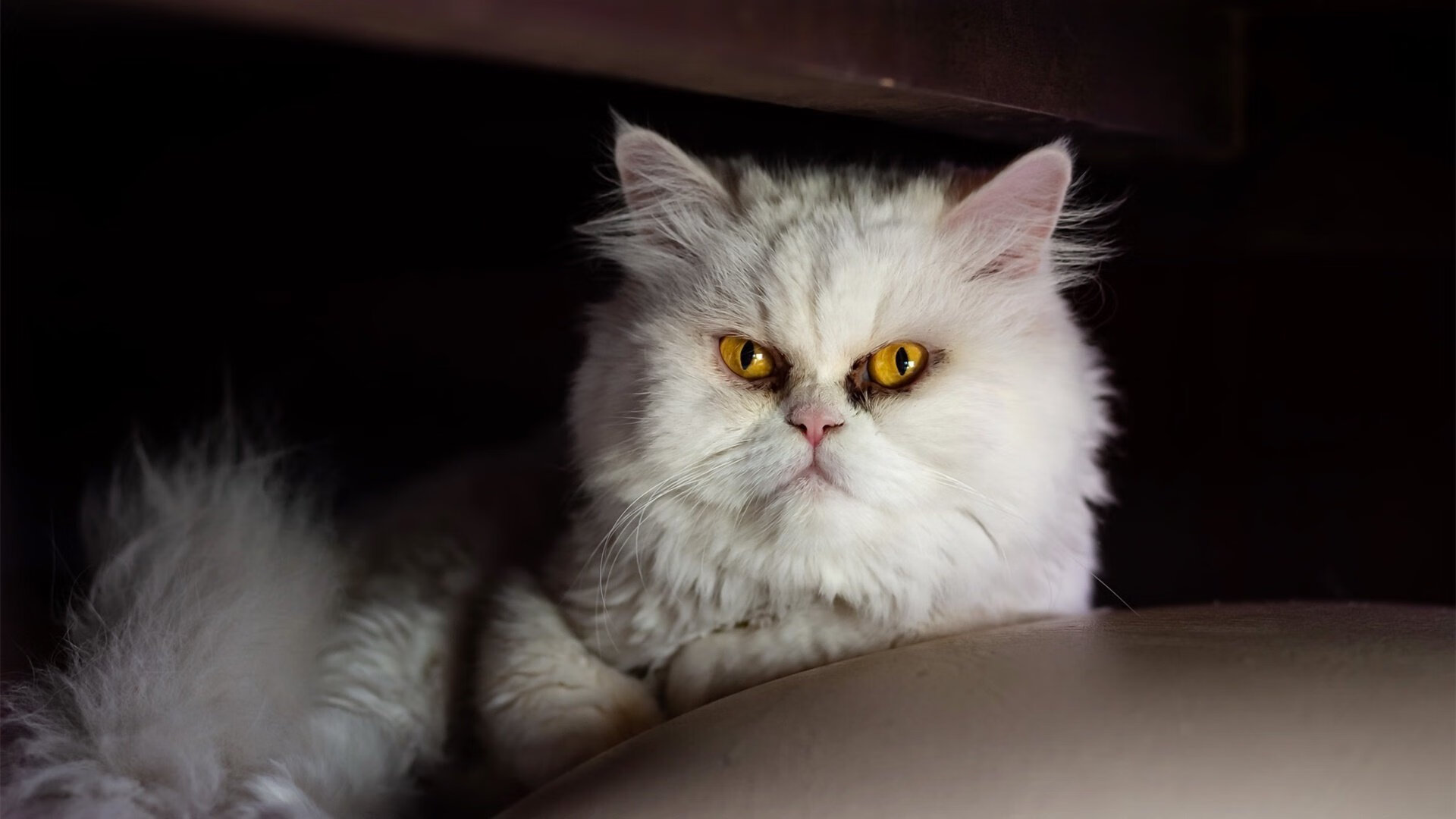 新规则下的乒乓赛事，比赛形式焕然一新，乒乓比赛规程