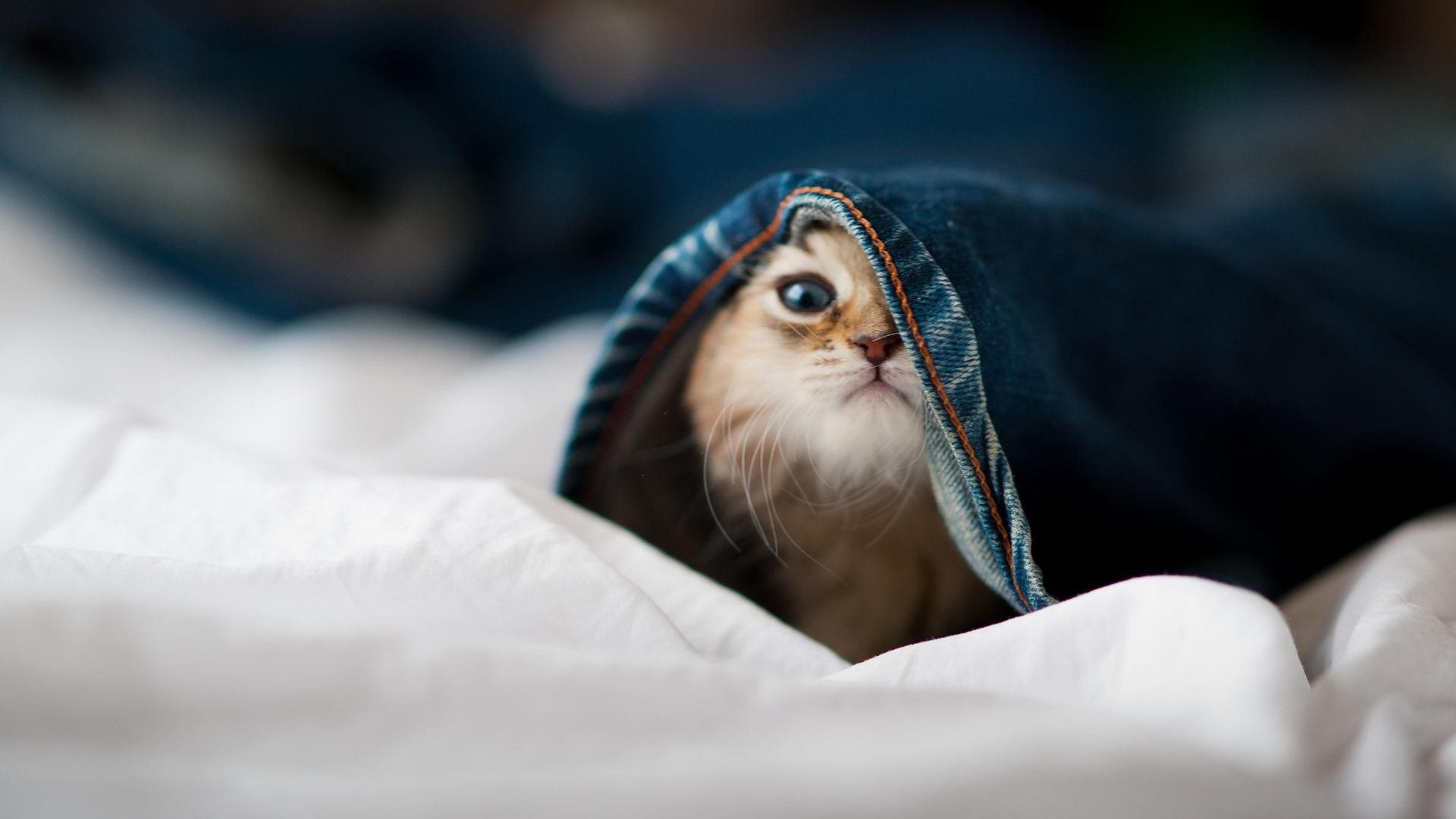 “帕布罗·马特拉的防守表现,成就阿根廷美洲狮队的传奇”