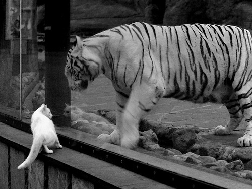 中小学篮球加强篮球文化宣传提升学生认同感,学校篮球文化