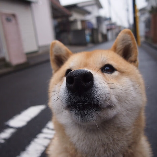全黑队的球场控制力令比赛节奏始终由其掌控