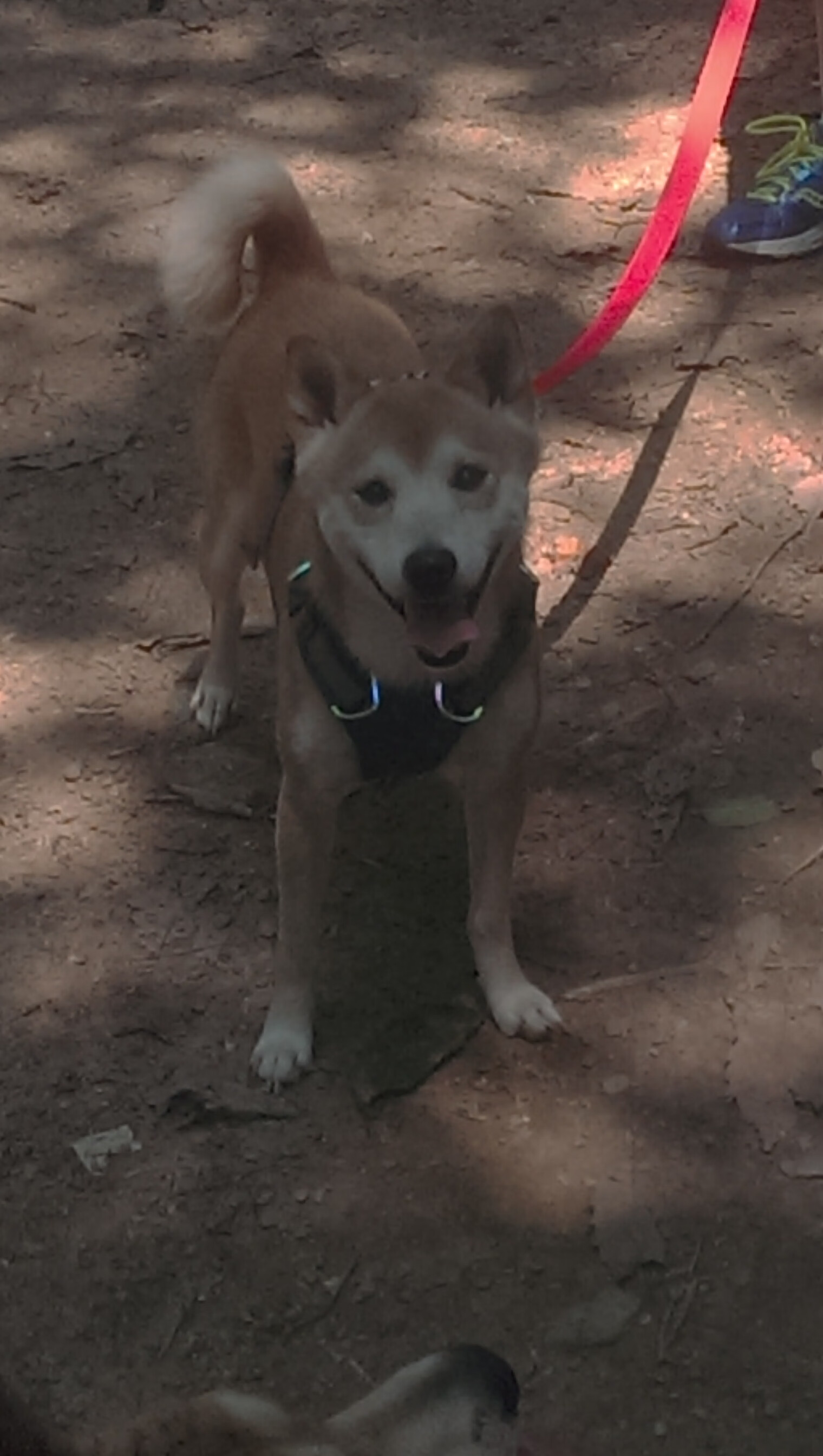 德克斯赛场风采尽显未来潜力,德克斯户外运动公司