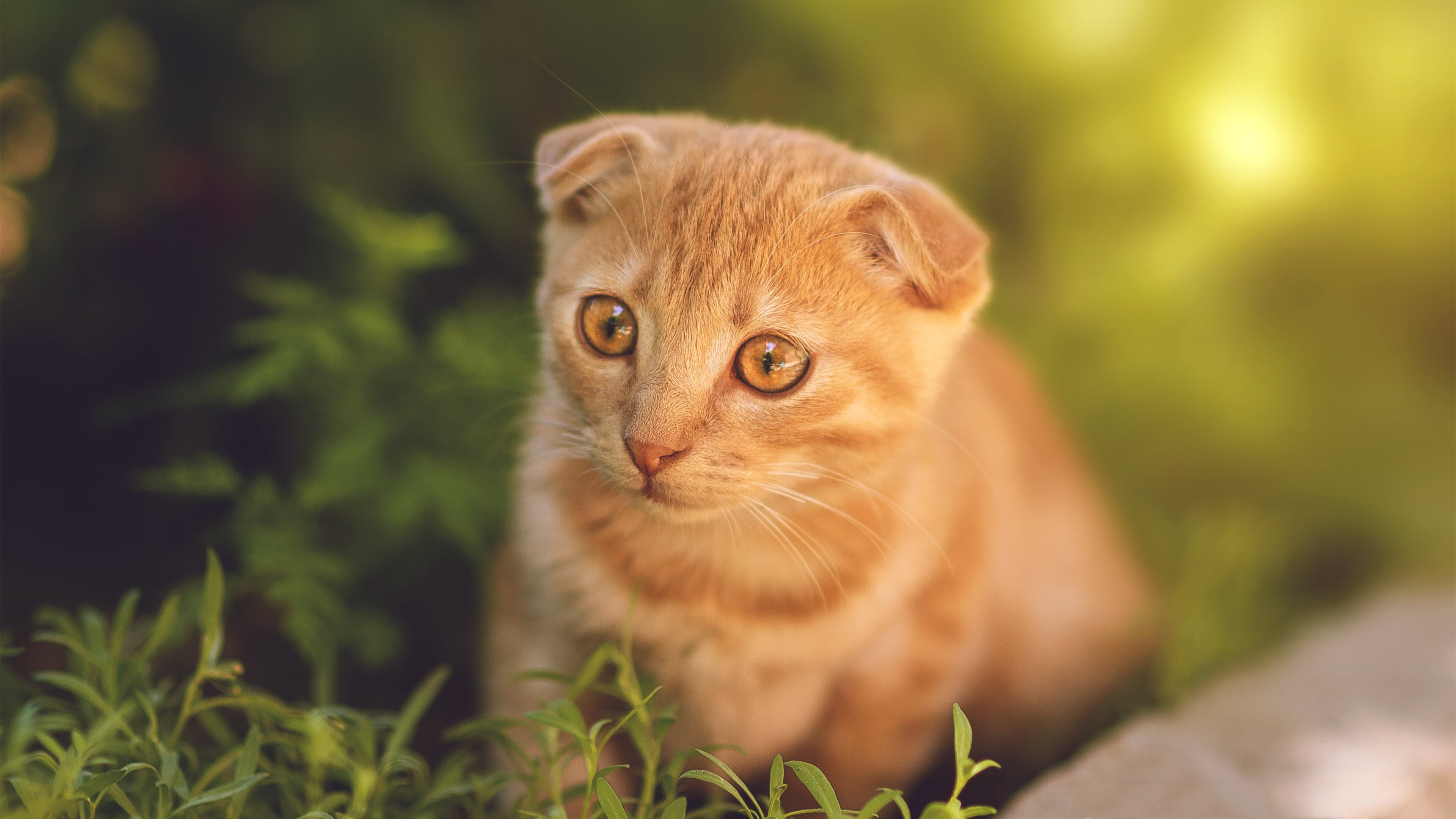 爱游戏平台-老鹰主教练称赞球员态度转变是胜利关键，老鹰主帅因言论不当被罚25000美元