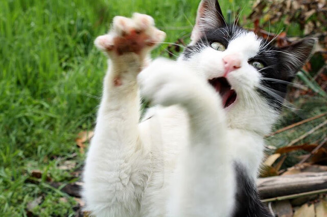 赞比亚男篮在非洲锦标赛中再获佳绩,实现年度突破,赞比亚球星